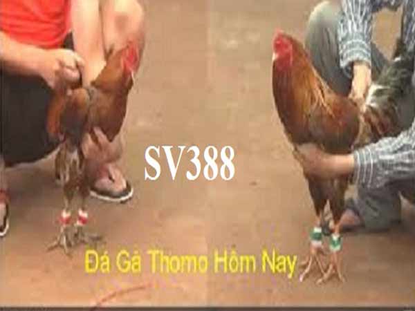 SV388 - Kênh trực tiếp đá gà trên Campuchia