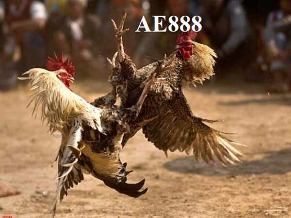 Kênh đá gà nổi bật - AE888